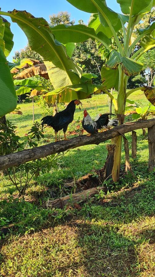 True Nature Chiang Mai - Yoga & Meditation Homestay Retreat Екстер'єр фото